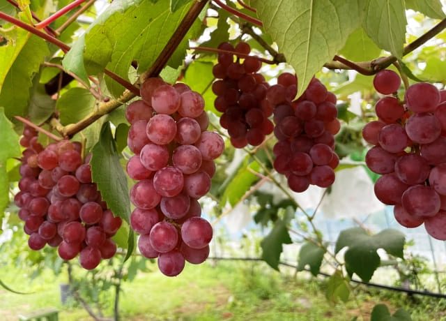 Grape season and nutrition
